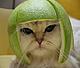 The Holy Church of Meloncat welcome all its believers. <br /> 
Come here to pray, read, and discuss the divine merits of the glorious Meloncat in all his glorious glory.<br /> 
<br />...